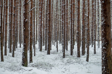 Fototapeta premium deep snow in forest in winter