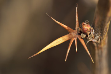 Branch with barberry thorn.