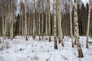 Fototapeta premium deep snow in forest in winter