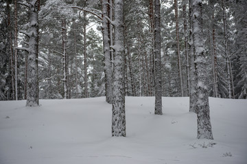 deep snow in forest in winter