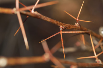 Branch with barberry thorn.