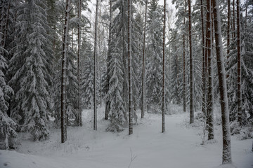 deep snow in forest in winter
