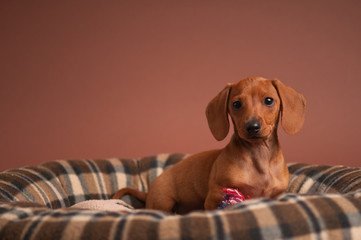 Adorable Miniature Dachshund Puppy - Dog Portrait