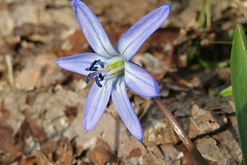 Blue snowdrop flower in spring, closeup
