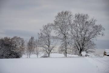 deep snow in forest in winter