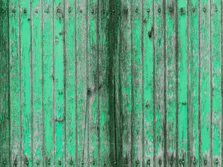 Fototapeta na wymiar Withered wooden wall with mint green peeling paint