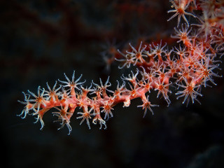 Red coral branch with open coral polyp.