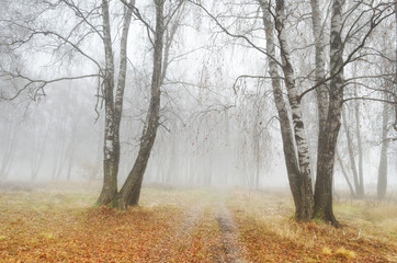 Fototapeta premium Foggy morning in autumn .
