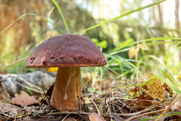 Beautiful boletus pinophilus known as penny bun in a pine forest at sunrise