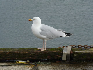 Portrait d'un goéland de profil .