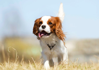 Cavalier King Charles Spaniel dog on the grass