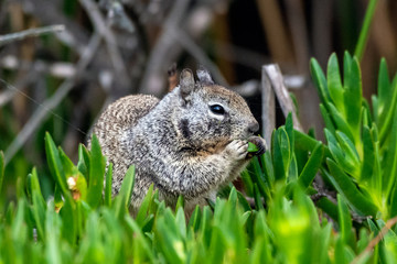 Resourceful and furry Ground Squirrel eating foraged food while remaing concealed among the low shrubbary.
