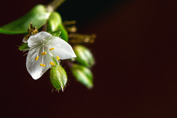 Single white flower of house plant tradescantia albiflora on a dark brown background, place for text, copy space