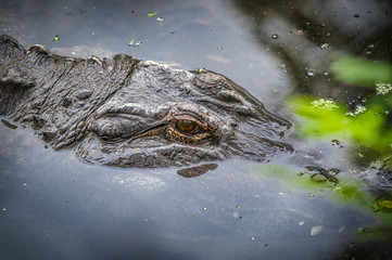 Florida alligator, close-up of head and eye