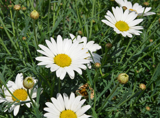 field of daisies on background