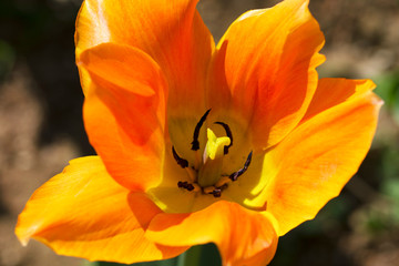 Close-up of a beautiful orange tulip details outside in nature