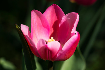Fototapeta premium Close-up of a beautiful pink tulip details outside in nature