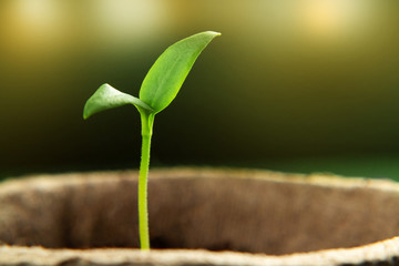 Small sprout of pepper plant in a paper pot