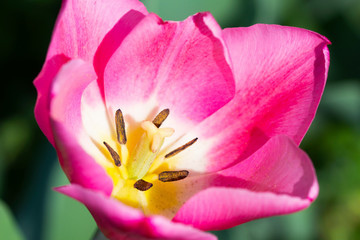 Fototapeta na wymiar Close-up of a beautiful pink tulip details outside in nature