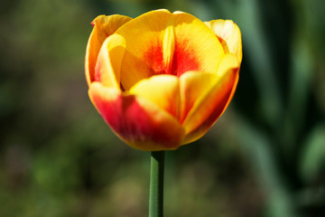 Beautiful orange tulip details outside in nature