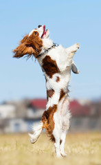 Cavalier King Charles Spaniel dog jumping on the grass