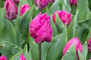 Fototapeta premium Blossom of a pink tulip