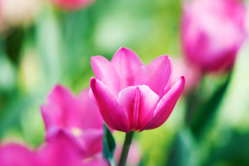 Beautiful field of pink tulips