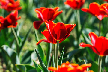 Beautiful field of red tulips