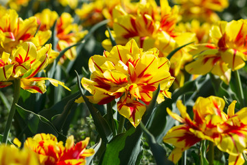 Beautiful field of red & yellow tulips