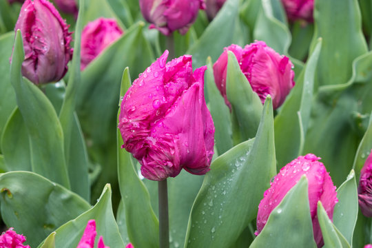 Blossom of a pink tulip