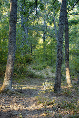 Obraz premium robledal en riaza, Segovia