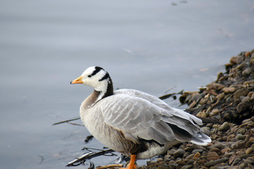 Bar-headed goose (Anser indicus)