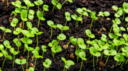 Small sprouts in the soil in a container closeup. Little seedlings plant