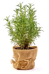 Rosemary in a pot, home plant, close-up, isolated on white background