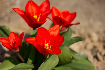 Red tulips in spring