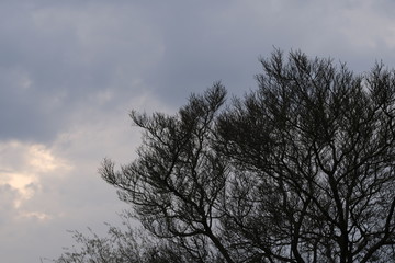 Tree skies backlight nature environment