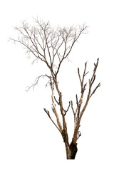 Obraz premium Dead tree or dried tree isolate on white background.