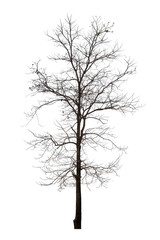 Fototapeta premium Dead tree or dried tree isolate on white background.Clipping path.