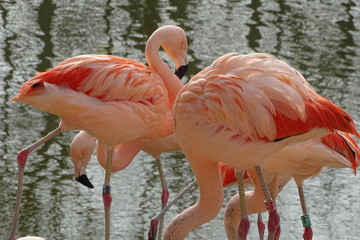 Beautiful Chilean flamingos