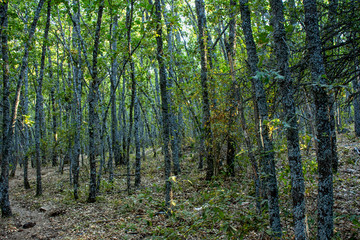 Fototapeta premium robledal en paraje virgen de la hontanilla, Riaza