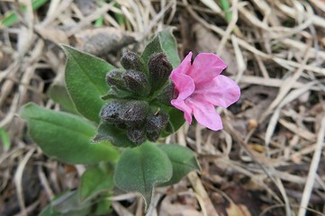 Pink lungwort flower in the garden in spring, closeup