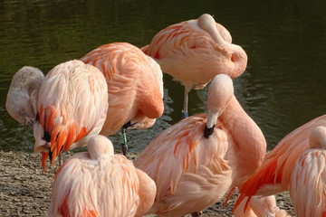 Beautiful Chilean flamingos