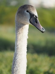 The neck and head of a wild grey swan