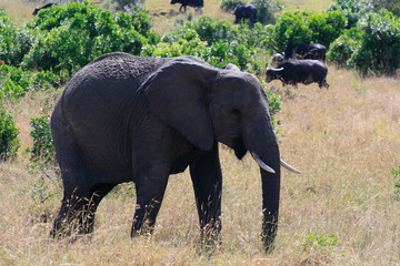 Naklejka na ściany i meble Big African elephant, Loxodonta africana, grazing in savannah in sunny day. Massai Mara Park, Kenya, Africa.