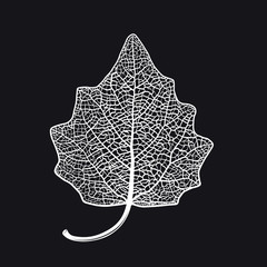Vector skeletonized leaf of a Lombardy poplar on a black background. The graphic element may be used as a design background, business cards, postcards, etc.