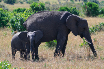 Fototapeta premium African elephant, Loxodonta africana, cow with young calf, Massai Mara Park, Kenya, Africa.