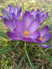 Bush saffron flowers. Purple crocuses in bloom.