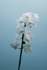 Orchidea na niebieskim tle
