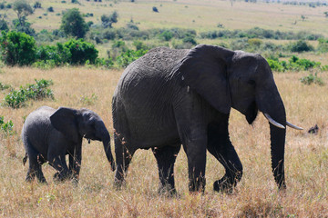 African elephant, Loxodonta africana, cow with young calf, Massai Mara Park, Kenya, Africa.