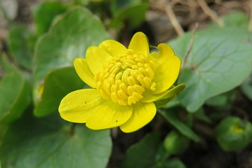 Yellow caltha flower in the garden in spring, closeup